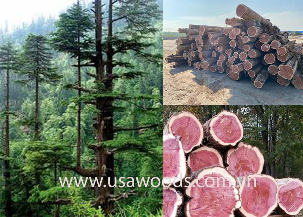 Bột gỗ Tuyết Tùng tự nhiên gỗ Tuyết Tùng đỏ 1000gram