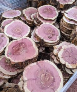 Lát Tuyết Tùng đỏ (2)